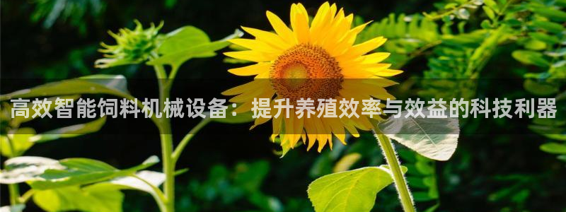 会员鸿运国际平台